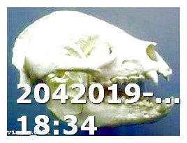 Viagra Dosage Amounts