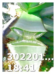Viagra 150 Mg Dosage
