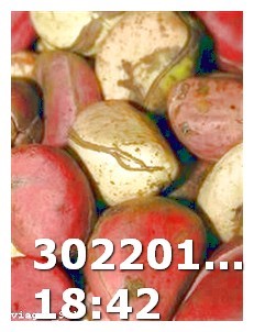 Sophia Viagra Sons Name From Power