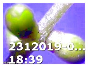 Yellow Watermelon Natural Viagra