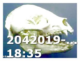 Viagra Generic Safe