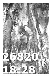 Viagra 75