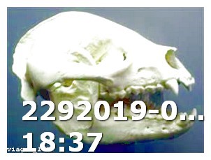 Average Viagra Pill Cost