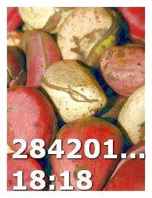 Viagra Generic by Teva