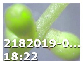 How to Make Viagra From Watermelon