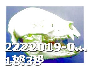 Viagra Cost vs Cialis