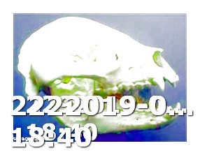 Viagra 5343 Stone