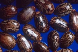 Over the Counter Viagra Equivalent to Levitra Generic