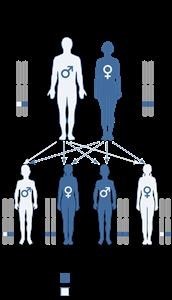 Viagra Pill Strengths