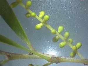 How Make Natural Viagra