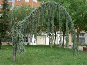 Viagra Gumtree