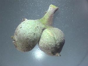 Viagra Active Ingredient