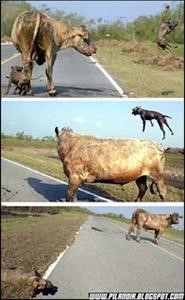 Viagra Use Directions