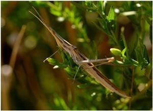 Natural Viagra Alternatives Food for Celiac